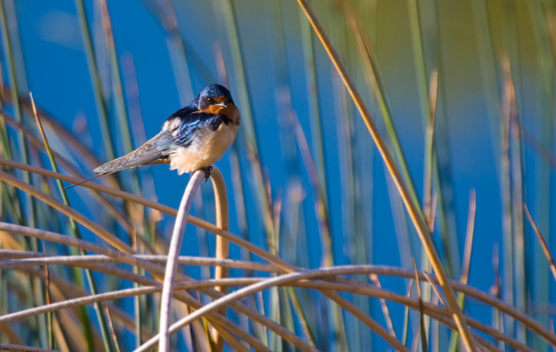 Barn Swallow